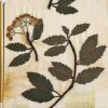 Sorbus minima (herbarium) by Jody Lee.jpg