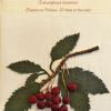 Sorbus minima (living) by Jody Lee.jpg