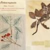 Sorbus rupicola (combined) Herbarium by Sue Quirk, Living by Glenys Richards Jones.jpg