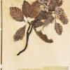 Sorbus rupicola (herbarium) by Sue Quirk.jpg