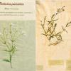 Stellaria palustris (combined) by Jenny Hills.jpg