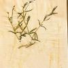 Stellaria palustris (herbarium) by Jenny Hills.jpg
