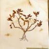 Trifolium strictum (herbarium) by Debbie Rose Lewis.jpg